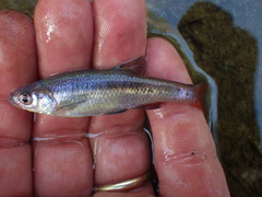 Lythrurus umbratilis