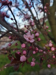 Prunus cerasifera pissardii