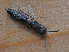 Sapygina decemguttata