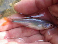 Lythrurus umbratilis