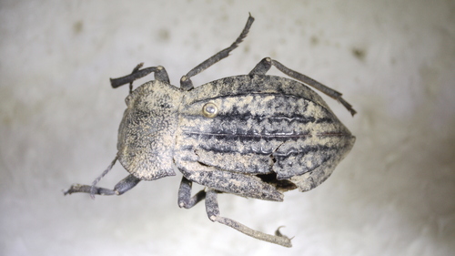 Philolithus sordidus