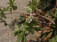 Geranium carolinianum