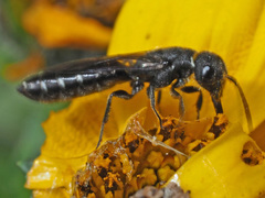 Sapygina decemguttata