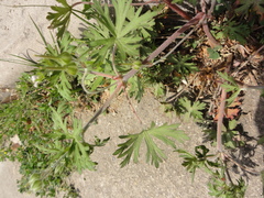 Geranium carolinianum