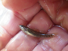 Etheostoma artesiae