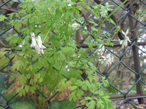 White ramping fumitory (Fumaria capreolata)