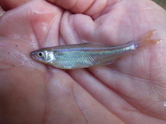 Lythrurus umbratilis