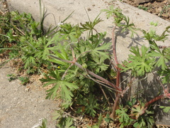 Geranium carolinianum