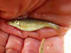 Campostoma spadiceum