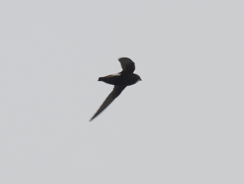 Little Swift