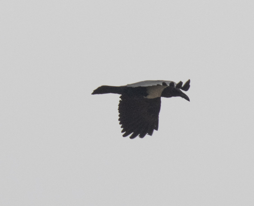 Pied Crow