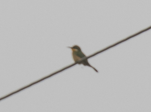 Blue-breasted Bee-eater