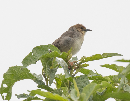 Chattering Cisticola (Cisticola anonymus), photo 8