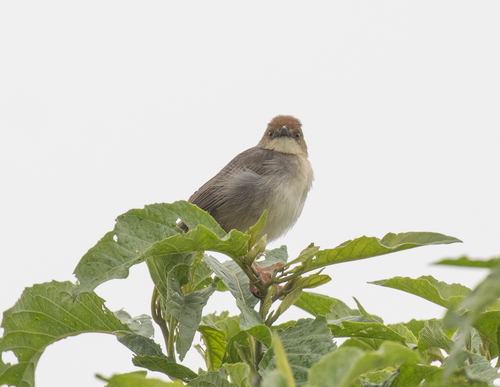 Chattering Cisticola (Cisticola anonymus), photo 10