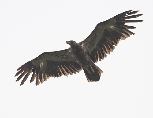 Palm-nut Vulture