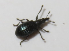 Perapion violaceum