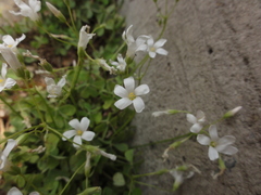 Oxalis articulata