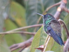 Saucerottia cyanifrons