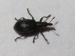 Perapion violaceum