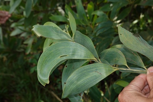Acacia celsa, 2026-04-27