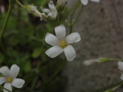 Oxalis articulata