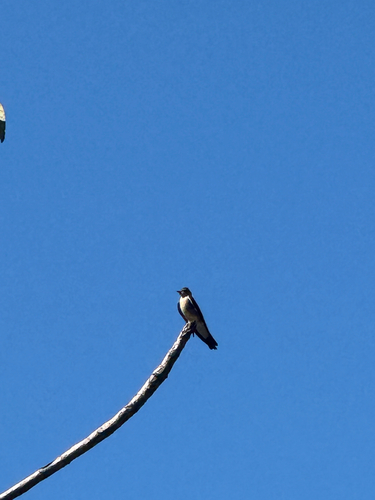 Southern Rough-winged Swallow
