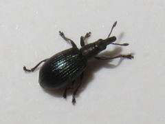 Perapion violaceum