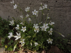 Oxalis articulata
