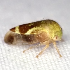 Ophiderma evelyna