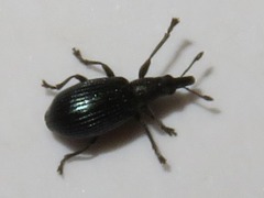 Perapion violaceum