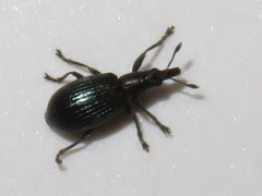 Perapion violaceum
