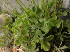 Oxalis articulata