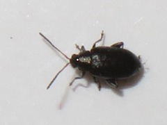 Phyllotreta cruciferae