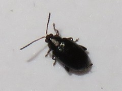 Phyllotreta cruciferae