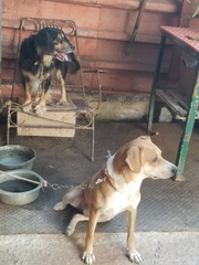 Canis familiaris