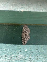 Hypomecis umbrosaria