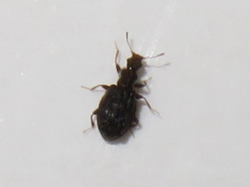 Swollen Fungus Beetle, Leidschendam, Nederland, photo 4 of 10
