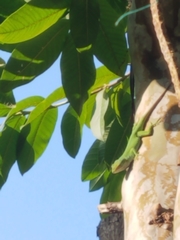 Anolis