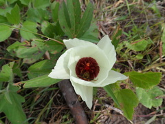 Cienfuegosia rosei