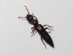 Rugilus rufipes