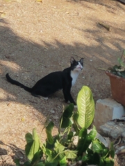 Felis catus