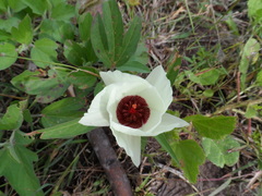 Cienfuegosia rosei