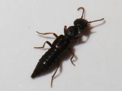 Rugilus rufipes