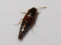Tachyporus pusillus