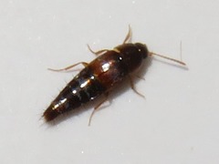 Tachyporus pusillus