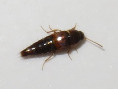 Tachyporus pusillus