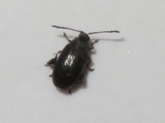 Phyllotreta cruciferae