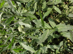 Cirsium arvense integrifolium