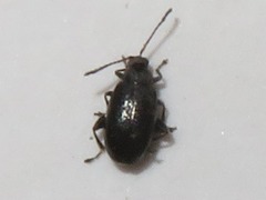 Phyllotreta cruciferae