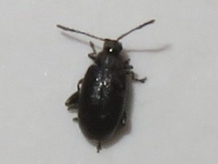 Phyllotreta cruciferae